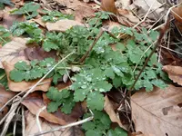 P1050031_klein.webp