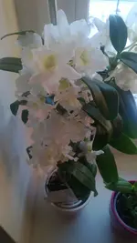 WP_20130312_002.webp