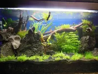 Scape01.webp