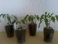 Tomaten12_3_13.webp
