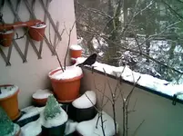 Amsel.webp