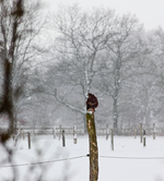 Bussard aufgebaumt_900.webp