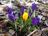Krokusse1.webp