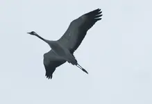 DSC09199.webp