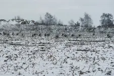 DSC09148.webp