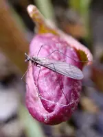 Schnake_1945.webp