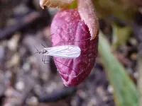 Schnake_1941.webp