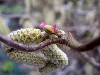 Korkenzieherhasel_1964.webp