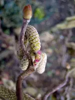 Korkenzieherhasel_1966.webp