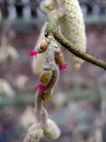 Korkenzieherhasel_1978.webp