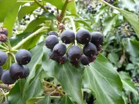 P1050035_klein.webp