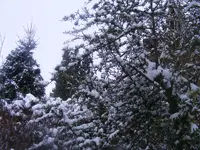Feuerdorn.13.03.2013.webp