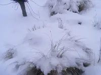 Gräser.13.03.2013.webp