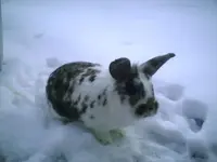 Wuschel Ostern.webp