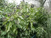 P1050036_klein.webp