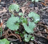 P1050026_klein.webp