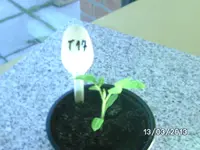 Gardeners Delight.webp