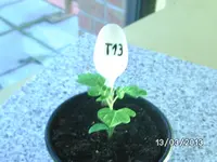 Tiny Tim.webp
