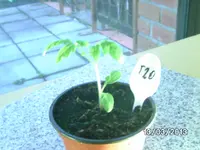 Zarnitza.webp