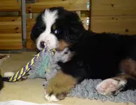 Bruno5.webp