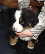 Bruno6.webp