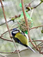 Blaumeise_9274.webp