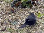 Amsel_9166.JPG