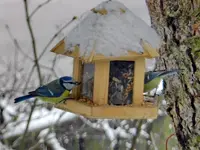 Blaumeise_9309.webp