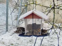 Spatzen_9334.webp