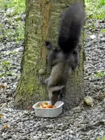 Eichhörnchen_0001.webp