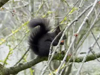 Eichhörnchen_0002.webp