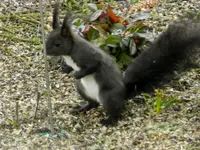 Eichhörnchen_0003.webp