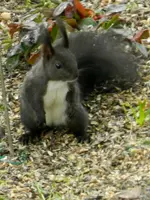 Eichhörnchen_0004.webp