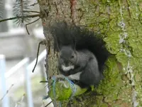 Eichhörnchen_0006.webp