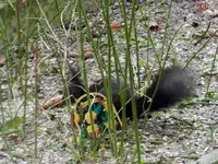 Eichhörnchen_0007.webp