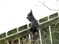Eichhörnchen_0008.webp