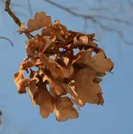 DSC_3275_gesunder_Baum.webp