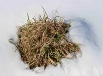 DSC_3288_Grasbuschel.webp