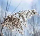 DSC_3290_im_Sonnenlicht.webp
