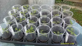 4.April 2011 (45).webp