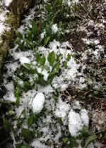 Gartenbärlauch.webp