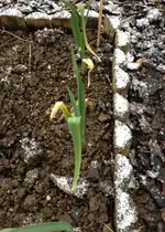 Gartenknoblauch.webp