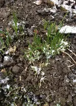 Gartenschnittlauch.webp