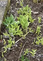Gartentaglilien.webp