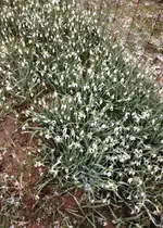 Gartenschneeglöckchen.webp
