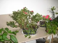 DSCI0025.webp