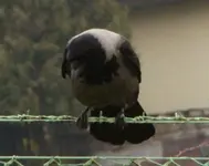 Krähe schlechter Halt.webp