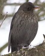 Amsel auf Marillenb. gr +.webp