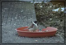 comp_DSC02194.webp