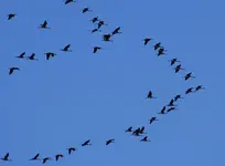 06-In Formation.jpg